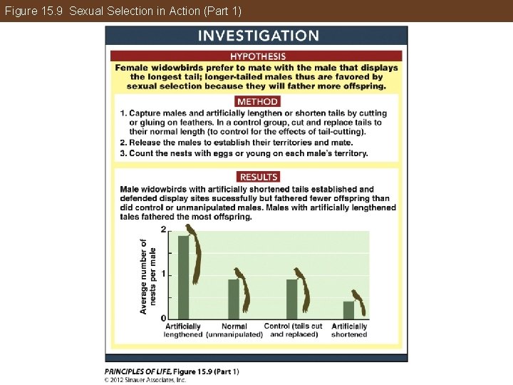 Figure 15. 9 Sexual Selection in Action (Part 1) 