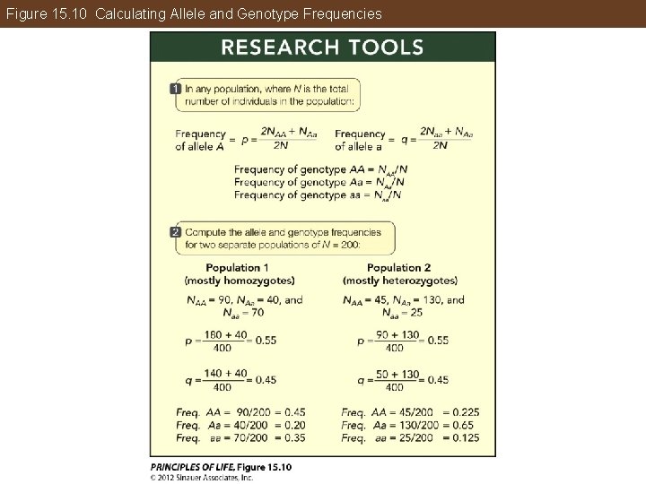 Figure 15. 10 Calculating Allele and Genotype Frequencies 