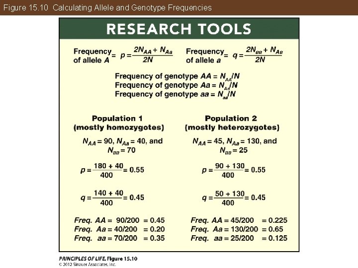 Figure 15. 10 Calculating Allele and Genotype Frequencies 