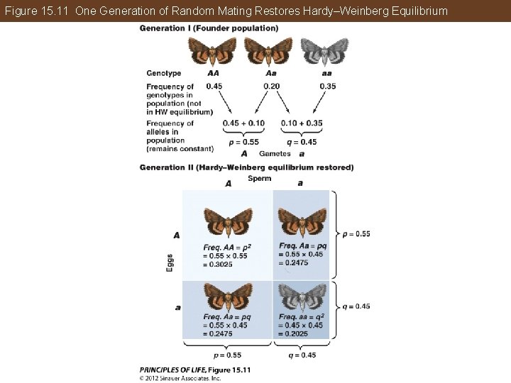 Figure 15. 11 One Generation of Random Mating Restores Hardy–Weinberg Equilibrium 