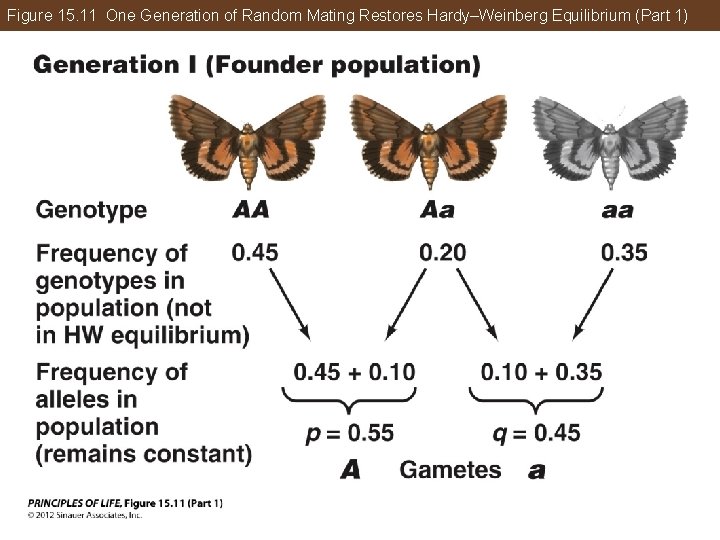 Figure 15. 11 One Generation of Random Mating Restores Hardy–Weinberg Equilibrium (Part 1) 