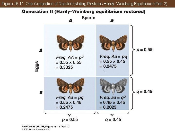 Figure 15. 11 One Generation of Random Mating Restores Hardy–Weinberg Equilibrium (Part 2) 