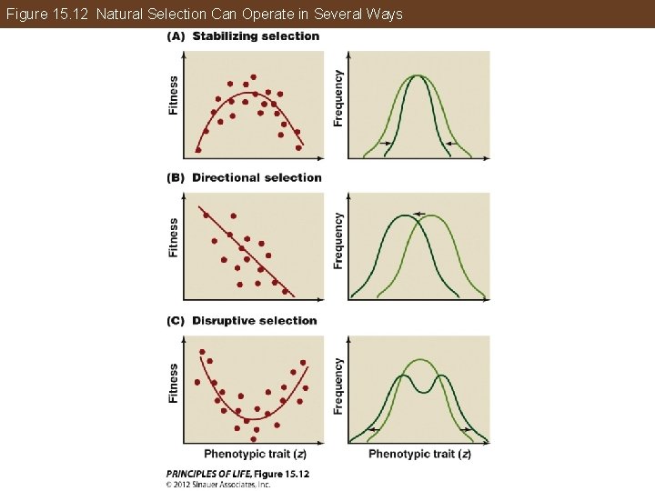 Figure 15. 12 Natural Selection Can Operate in Several Ways 