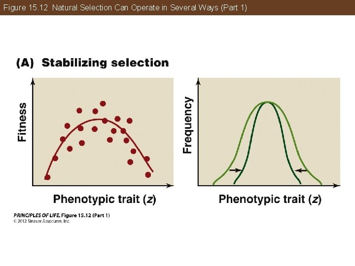 Figure 15. 12 Natural Selection Can Operate in Several Ways (Part 1) 