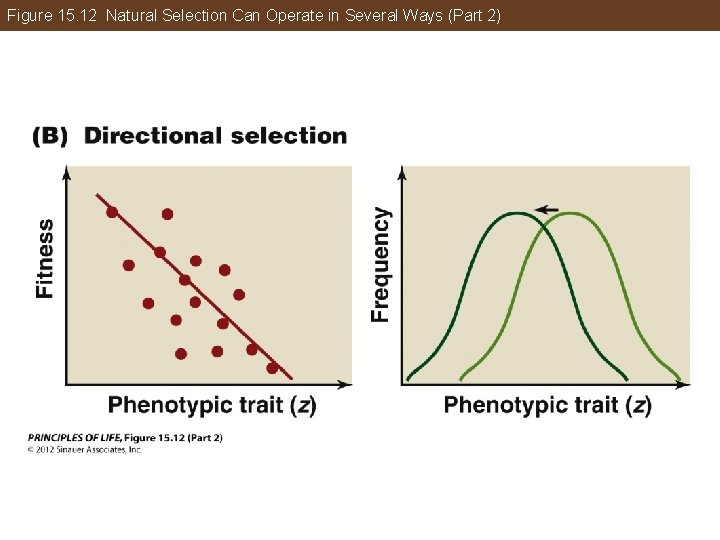 Figure 15. 12 Natural Selection Can Operate in Several Ways (Part 2) 