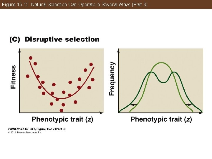 Figure 15. 12 Natural Selection Can Operate in Several Ways (Part 3) 