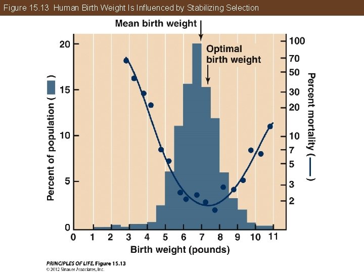 Figure 15. 13 Human Birth Weight Is Influenced by Stabilizing Selection 