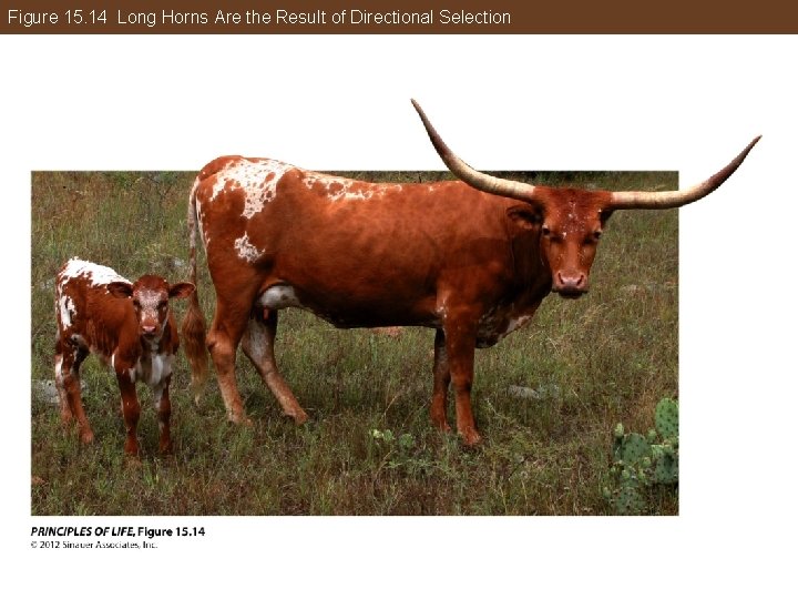 Figure 15. 14 Long Horns Are the Result of Directional Selection 