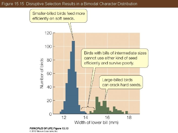 Figure 15. 15 Disruptive Selection Results in a Bimodal Character Distribution 