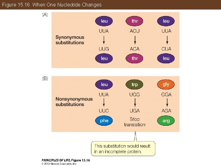 Figure 15. 16 When One Nucleotide Changes 