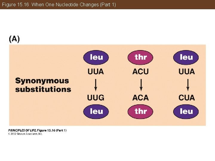 Figure 15. 16 When One Nucleotide Changes (Part 1) 