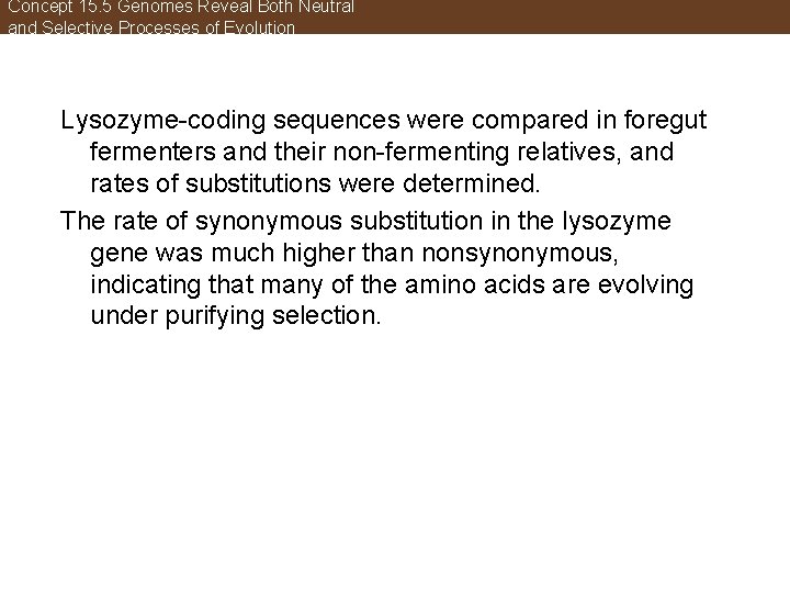 Concept 15. 5 Genomes Reveal Both Neutral and Selective Processes of Evolution Lysozyme-coding sequences