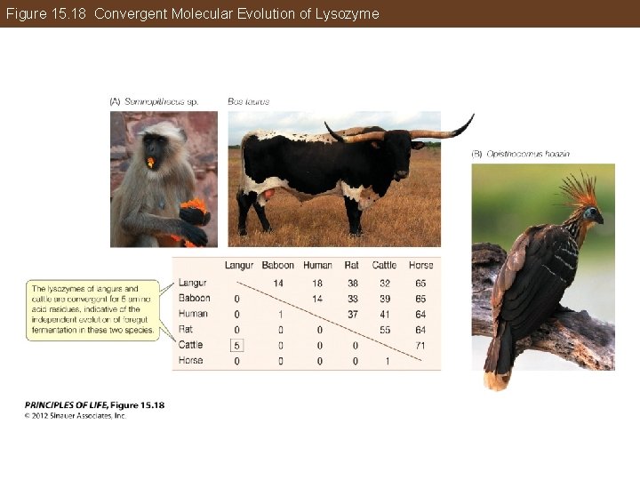 Figure 15. 18 Convergent Molecular Evolution of Lysozyme 