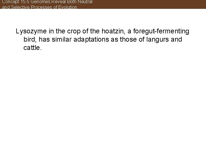 Concept 15. 5 Genomes Reveal Both Neutral and Selective Processes of Evolution Lysozyme in