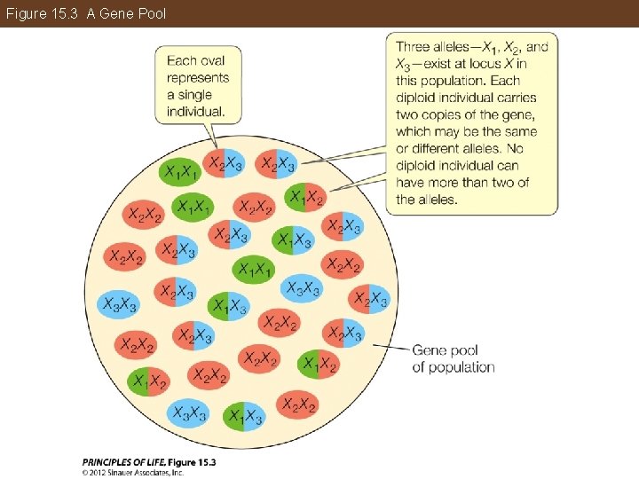 Figure 15. 3 A Gene Pool 