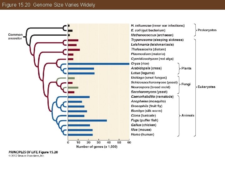 Figure 15. 20 Genome Size Varies Widely 