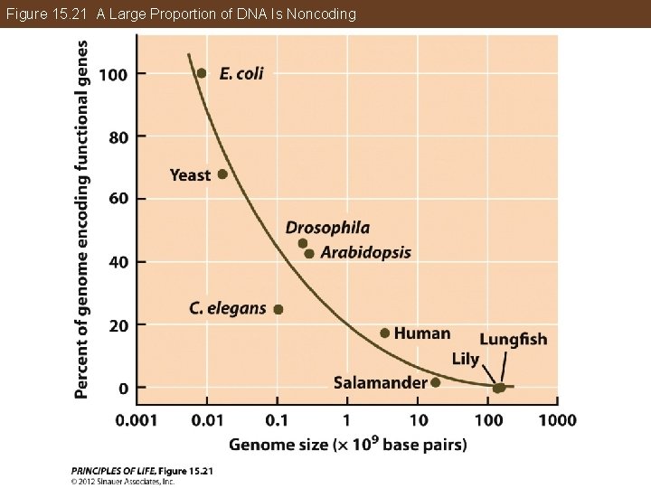 Figure 15. 21 A Large Proportion of DNA Is Noncoding 