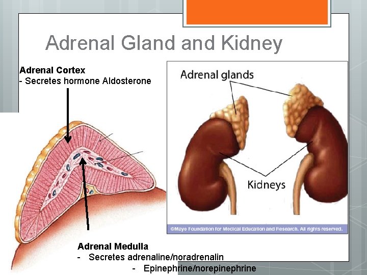 Adrenal Gland Kidney Adrenal Cortex - Secretes hormone Aldosterone Adrenal Medulla - Secretes adrenaline/noradrenalin