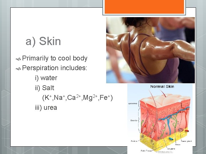 a) Skin Primarily to cool body Perspiration includes: i) water ii) Salt (K+, Na+,