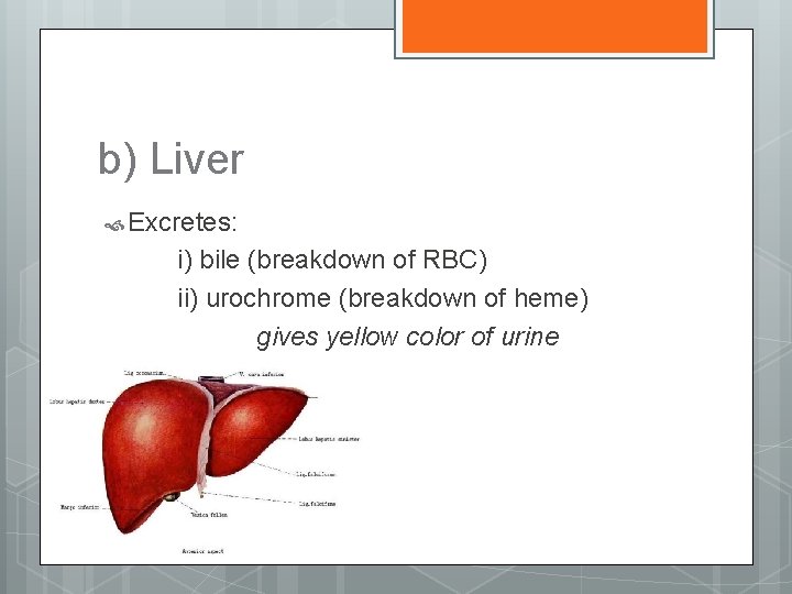 b) Liver Excretes: i) bile (breakdown of RBC) ii) urochrome (breakdown of heme) gives
