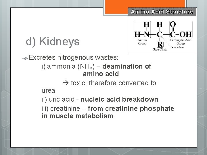 d) Kidneys Excretes nitrogenous wastes: i) ammonia (NH 3) – deamination of amino acid