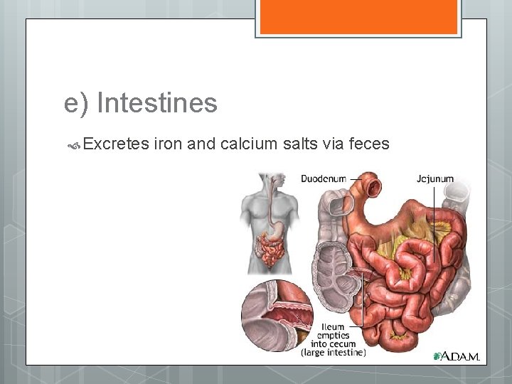 e) Intestines Excretes iron and calcium salts via feces 
