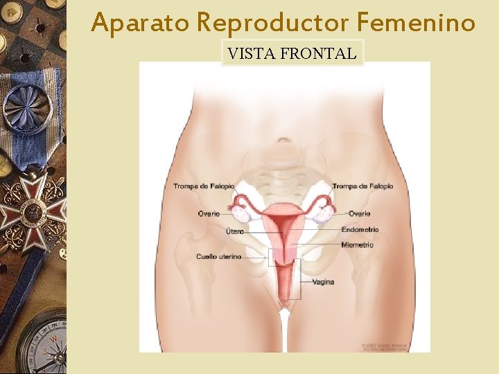 Aparato Reproductor Femenino VISTA FRONTAL 