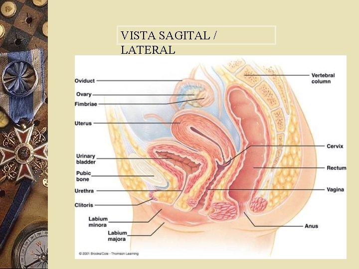 VISTA SAGITAL / LATERAL 