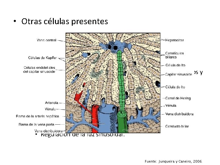  • Otras células presentes – Kupffer: • 15 % de la población total.