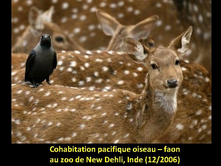 Cohabitation pacifique oiseau – faon au zoo de New Dehli, Inde (12/2006) 