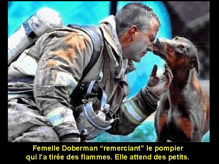 Femelle Doberman “remerciant” le pompier qui l’a tirée des flammes. Elle attend des petits.