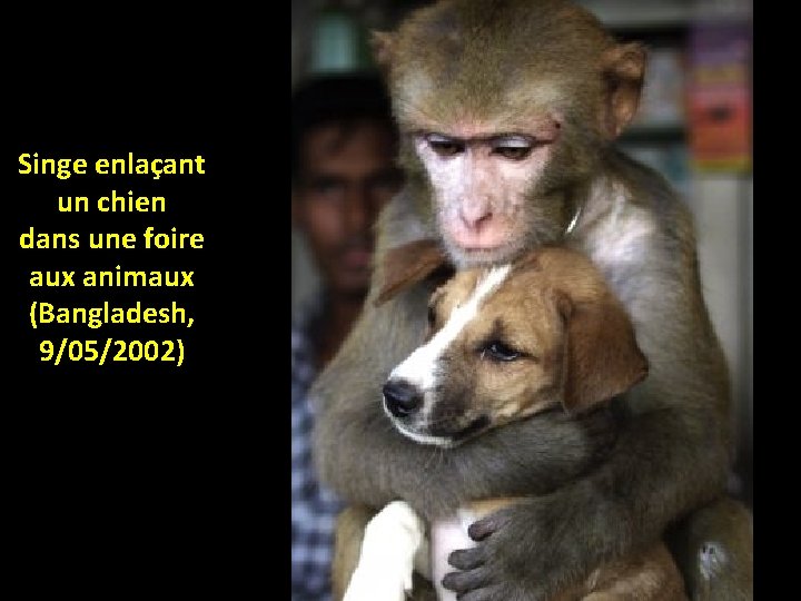 Singe enlaçant un chien dans une foire aux animaux (Bangladesh, 9/05/2002) 