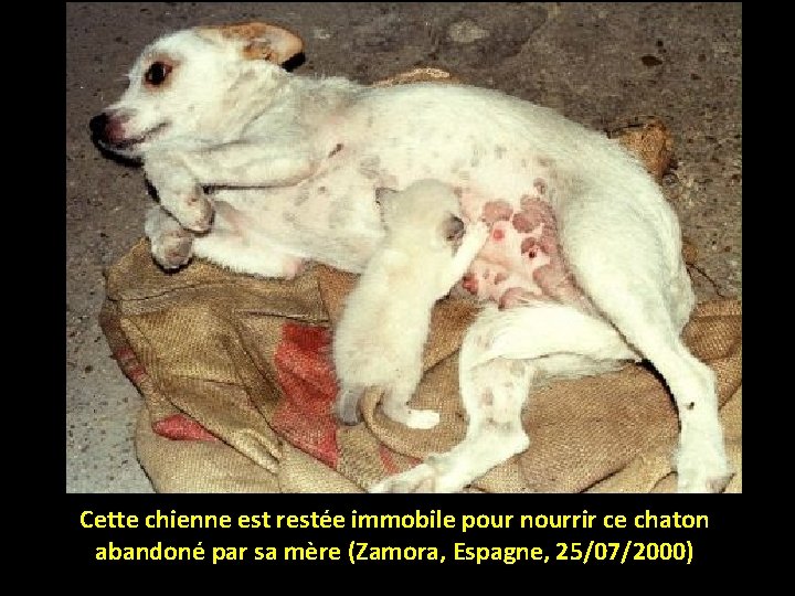 Cette chienne est restée immobile pour nourrir ce chaton abandoné par sa mère (Zamora,