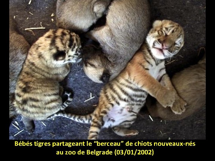 Bébés tigres partageant le “berceau” de chiots nouveaux-nés au zoo de Belgrade (03/01/2002) 