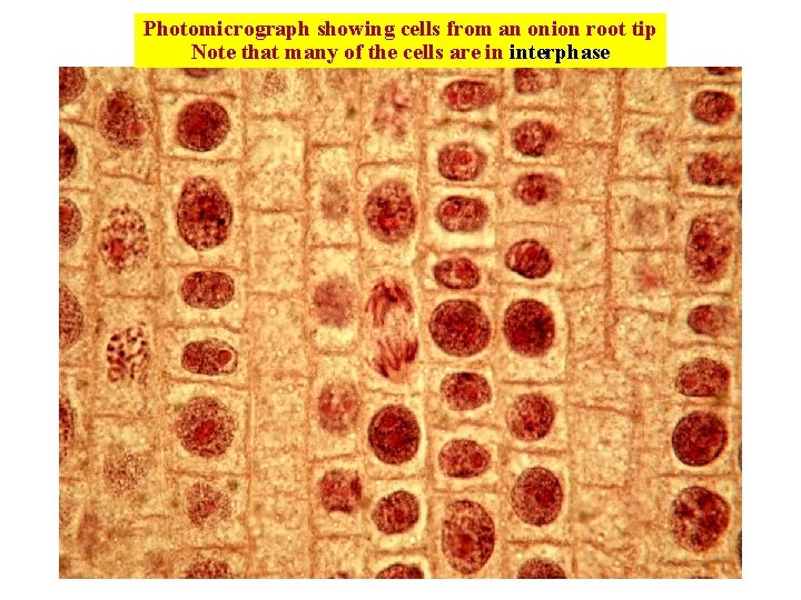 Photomicrograph showing cells from an onion root tip Note that many of the cells