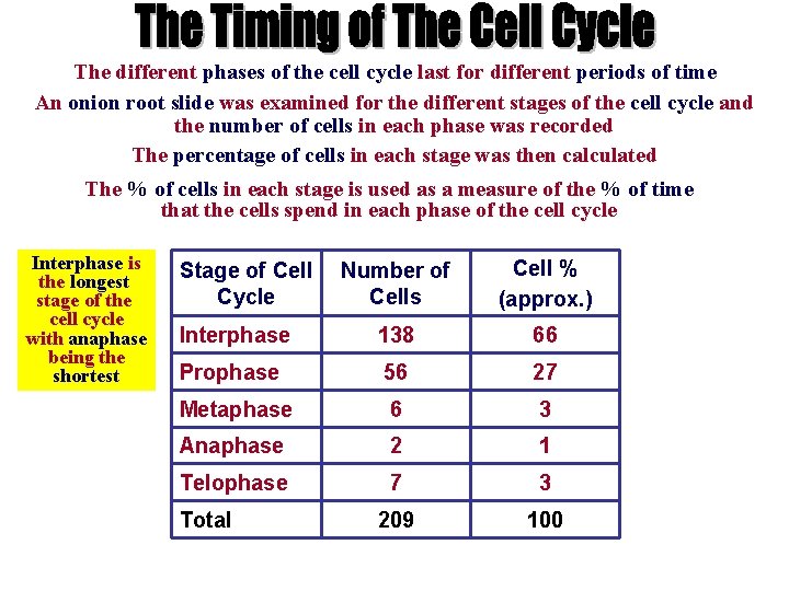 The different phases of the cell cycle last for different periods of time An