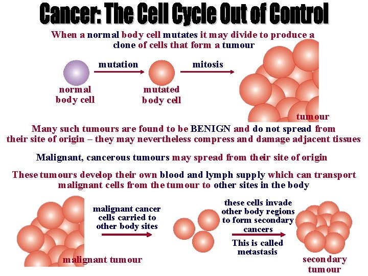 When a normal body cell mutates it may divide to produce a clone of