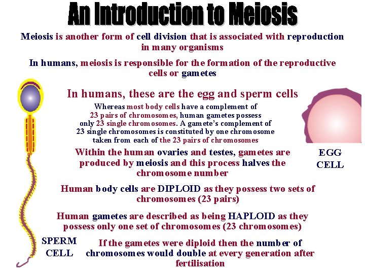 Meiosis is another form of cell division that is associated with reproduction in many