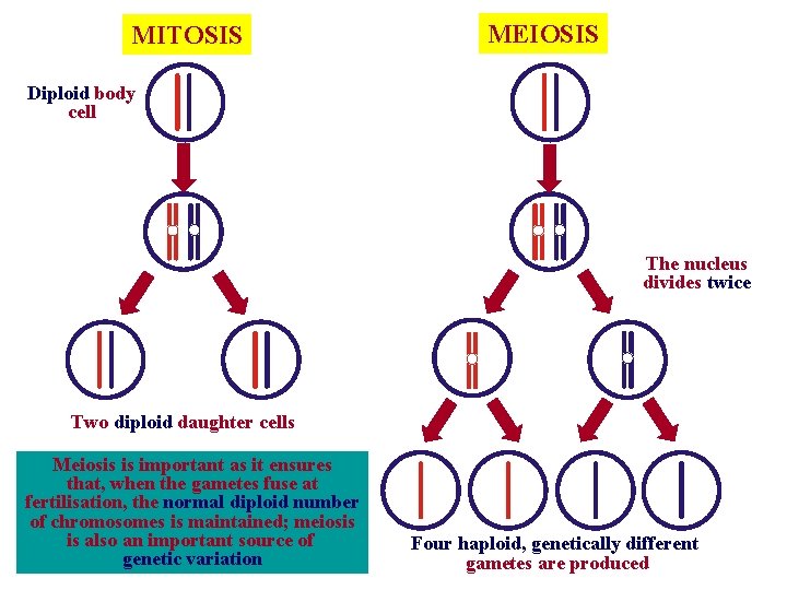 MITOSIS MEIOSIS Diploid body cell The nucleus divides twice Two diploid daughter cells Meiosis