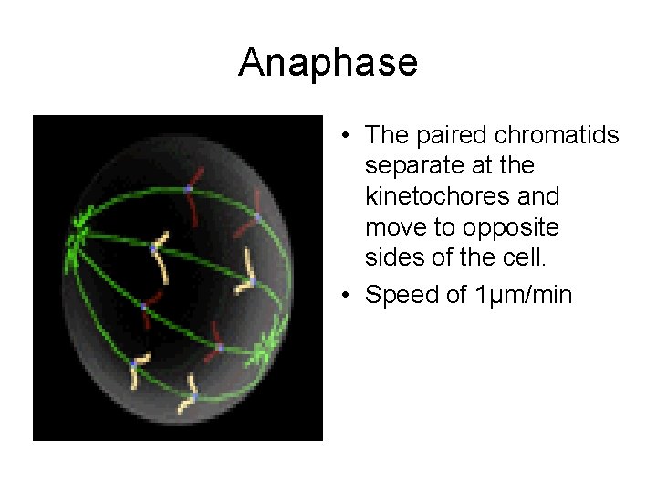 Anaphase • The paired chromatids separate at the kinetochores and move to opposite sides