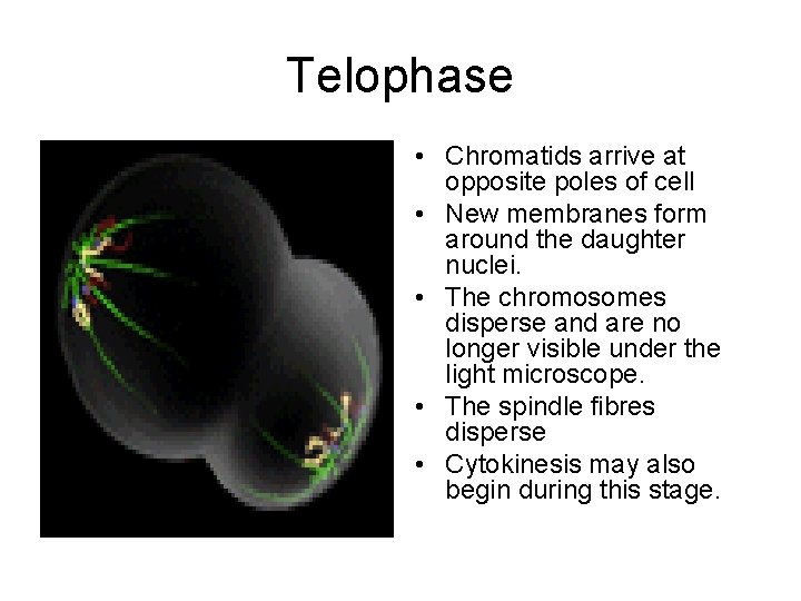 Telophase • Chromatids arrive at opposite poles of cell • New membranes form around