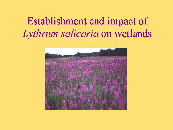 Establishment and impact of Lythrum salicaria on wetlands 