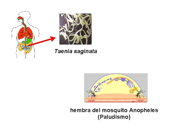 Taenia saginata hembra del mosquito Anopheles (Paludismo) 