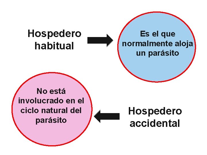 Hospedero habitual No está involucrado en el ciclo natural del parásito Es el que