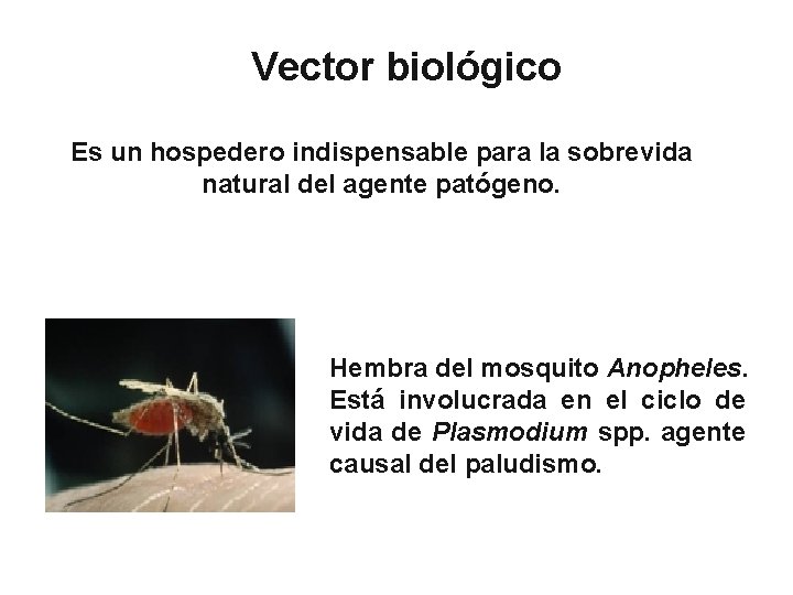 Vector biológico Es un hospedero indispensable para la sobrevida natural del agente patógeno. Hembra