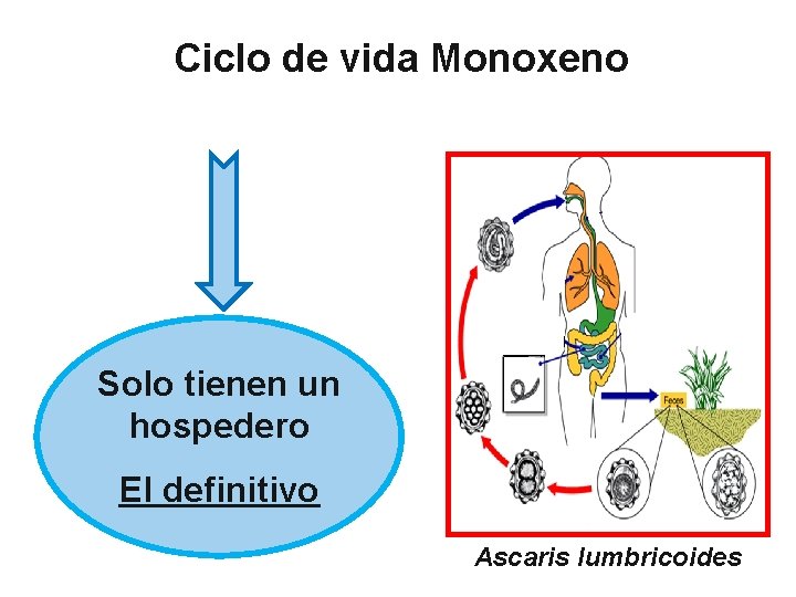 Ciclo de vida Monoxeno Solo tienen un hospedero El definitivo Ascaris lumbricoides 