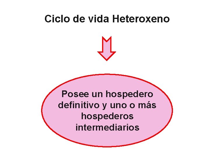 Ciclo de vida Heteroxeno Posee un hospedero definitivo y uno o más hospederos intermediarios