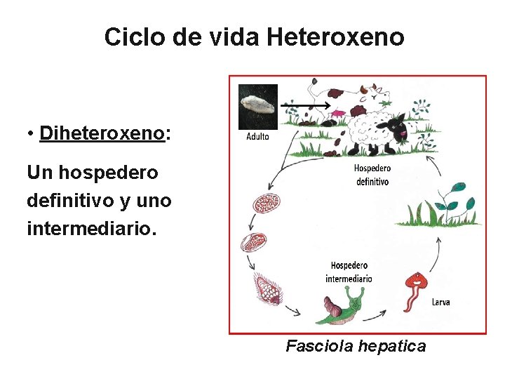 Ciclo de vida Heteroxeno • Diheteroxeno: Un hospedero definitivo y uno intermediario. Fasciola hepatica