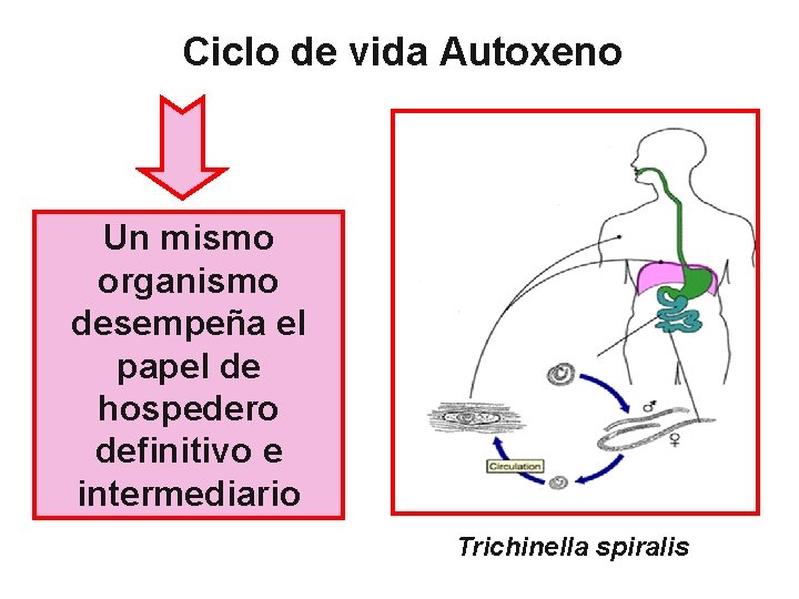 Ciclo de vida Autoxeno Un mismo organismo desempeña el papel de hospedero definitivo e