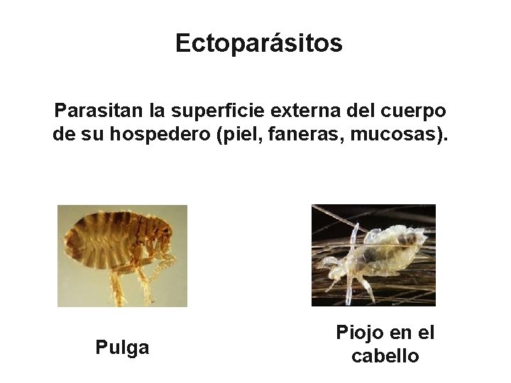 Ectoparásitos Parasitan la superficie externa del cuerpo de su hospedero (piel, faneras, mucosas). Pulga